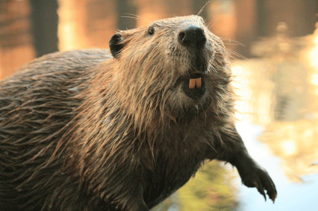 beaver.png