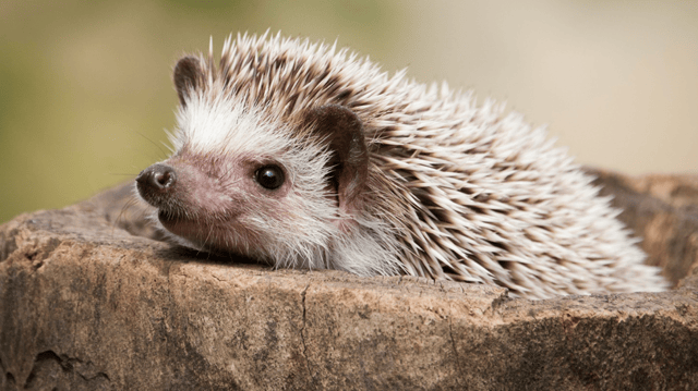 hedgehog.png