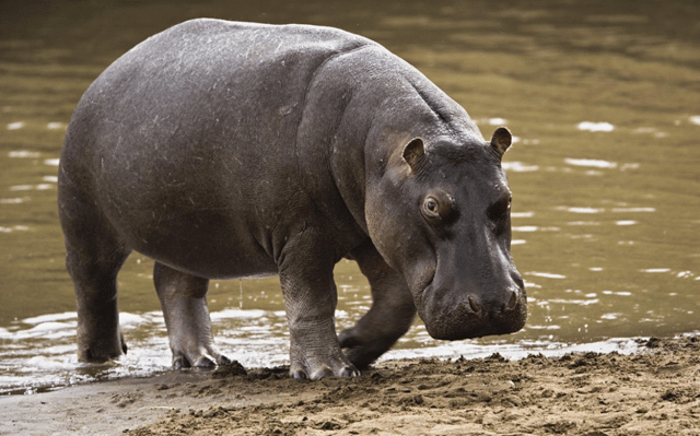 hippo.png