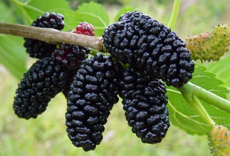 mulberry.jpg mulberry.jpg