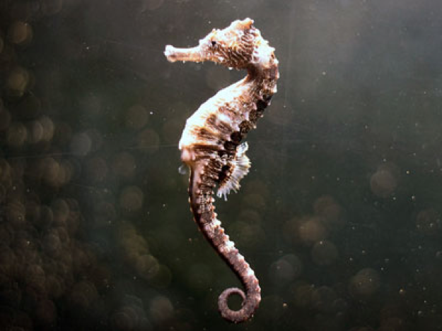 seahorse.png