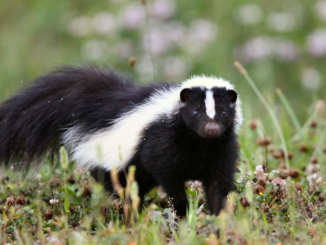 skunk.png