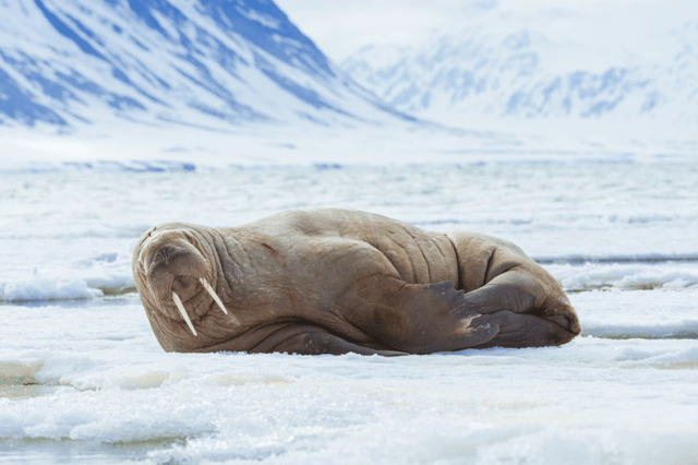 walrus.png